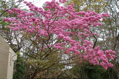 Handroanthus impetiginosus